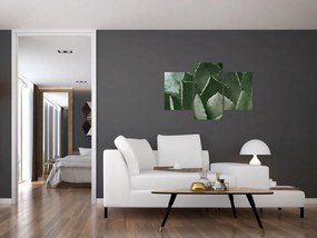 Kép - Zöld agávé (90x60 cm)