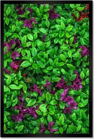 Poszterek keretben 40x60 Kerti azálea