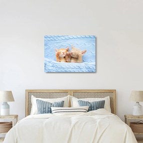 Üveg kép - Alvó cicák (70x50 cm)