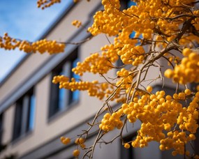 Poszter 50x40cm Arany bogyók