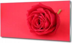 Fotó kép edzett üveg Vörös rózsa 125x50