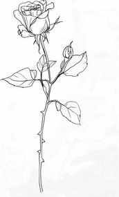 Poszter 42x59,4cm Rózsa kontúr