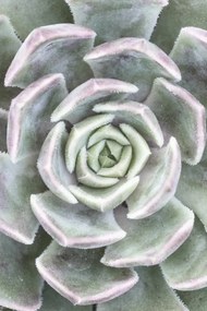 Poszter 30x45cm Pozsgás, Assaf Frank