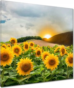 Vászonkép 80x80 Tájkép Napraforgók