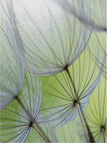 Pitypang tapéta A természet finomsága pasztell színekben 184x254 +ragasztó