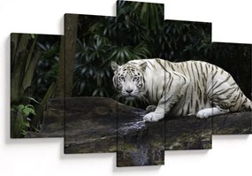 Kép - albínó tigris (150x105 cm)