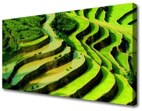 Vászonkép falra Rice Field-erdő Természetvédelmi 100x50 cm