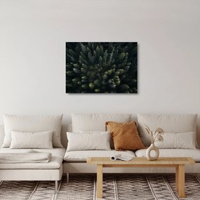 Üveg kép - Forest (70x50 cm)