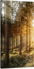 Nyírfák Napfény Reggel vászonkép 40x80 cm