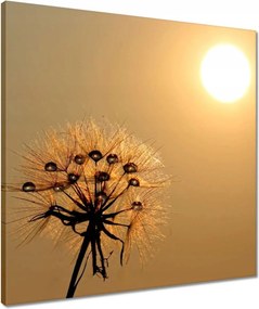 Vászonkép 50x50 Pitypang Virág Virágok