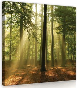 Vászonkép 40x40 Erdei fényharmónia Stílus Öko Nappali