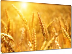 Vászonkép 90x60 Gabona érik a napfényben