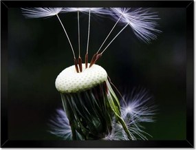 Poszterek keretben 40x30 Pitypang Virág Virágok