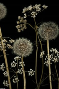 Poszter 20x30cm Réti virágok, Assaf Frank