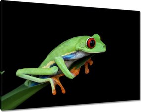 Vászonkép 100x70 Fogó színes béka