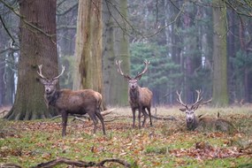 Poszter 30x20cm Szarvasok az erdőben, Assaf Frank