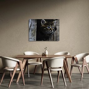 Cica képe (üvegen) (70x50 cm)