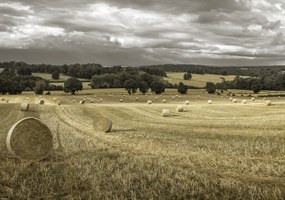 Poszter 66,5x46,5cm Szénakazalok a mezőkön 3, Assaf Frank