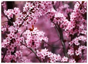 Kép - Rózsaszín sakura (70x50 cm)