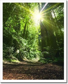 Poszterek keretben 40x50 Varázslatos erdő Tájkép