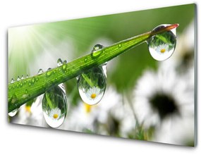 Üvegfotó Grass Nature Dew Drops 120x60cm 4 fogas