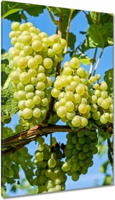 Vászonkép 80x120 Zöld szőlő