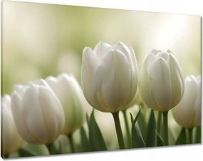 Vászonkép 100x70 Fehér tulipánok