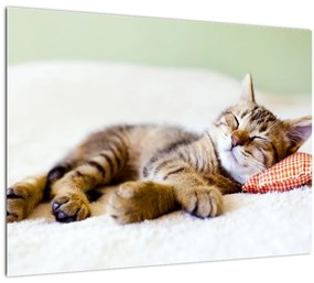 Kép - alvó cica (70x50 cm)