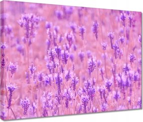 Vászonkép 40x30 Levendula tenger