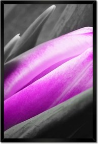 Poszter keretben 40x60 Lila tulipán