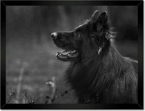 Poszterek keretben 40x30 Német juhászkutya