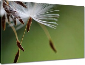 Vászonkép 90x60 Pitypang Virág Virágok