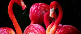Vörös flamingók képe (120x50 cm)