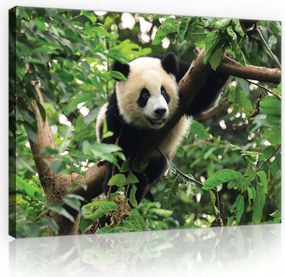 Vászonkép 70x50 Panda a bambusz ligetben Nyugalom és a természet harmóniája az Ön számára