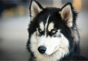 Fotótapéta flizelina Husky Kék szemek Természet Nyugalom Design 416x290 +ragasztó