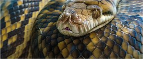 Kép - Piton (120x50 cm)