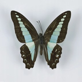 Poszter 40x40cm Pillangó fehér alapon 8, Assaf Frank