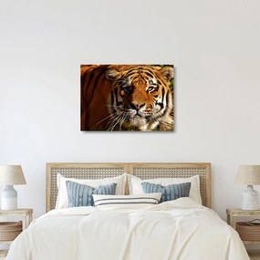 Tigris képe (üvegen) (70x50 cm)