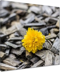 Vászonkép 60x60 Tej a faaprítékon