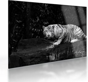 Kép - albínó tigris, fekete-fehér (üvegen) (70x50 cm)