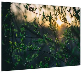 A ragyogó nap képe a fák gallyain keresztül (üvegen) (70x50 cm)