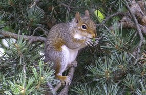 Poszter 91,5x60cm Mókus, Assaf Frank