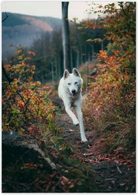 Poszterek 70x100 Kutya Kutyák