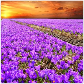 Poszterek 100x100 A krókuszok tengere