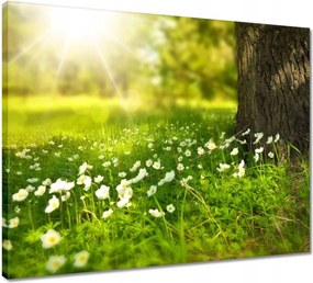 Vászonkép 50x40 Sugárzás a réten