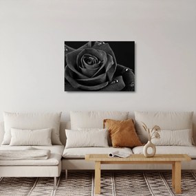 Üveg kép - Bíborvörös rózsa (70x50 cm)