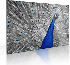Kék páva képe (üvegen) (70x50 cm)