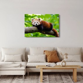 A vörös panda képe (90x60 cm)