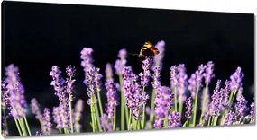 Vászonkép 115x55 Gyönyörű pillangó a levendulán