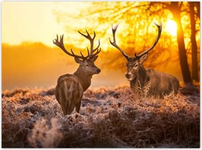 Poszterek 135x100 Szarvasok a reggelben